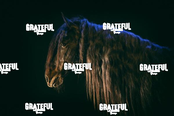 Camargue horses 43
