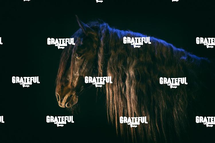 Camargue horses 43