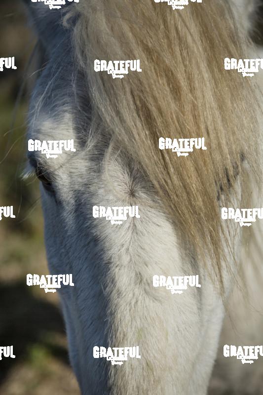 Camargue horses 18