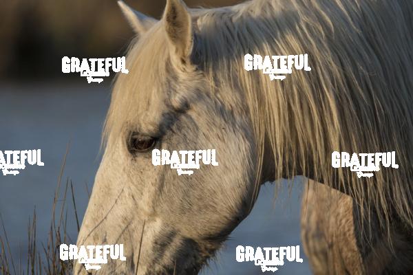 Camargue horses 24