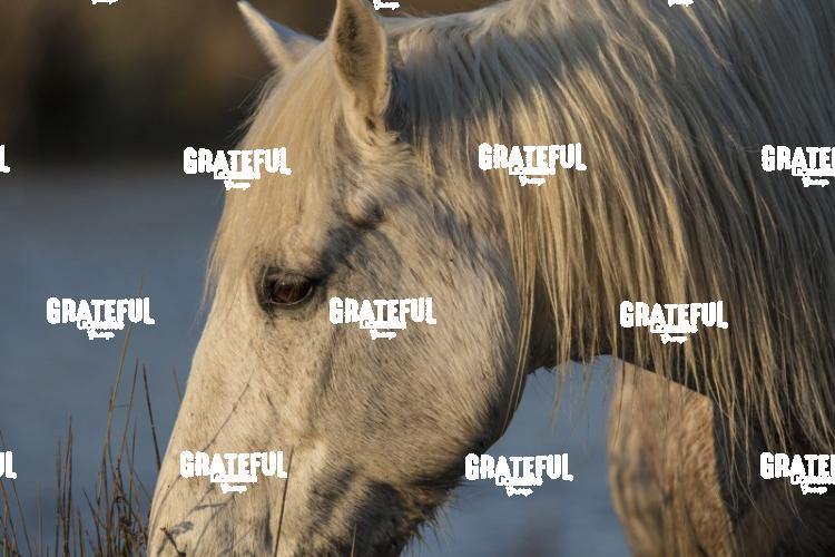 Camargue horses 24