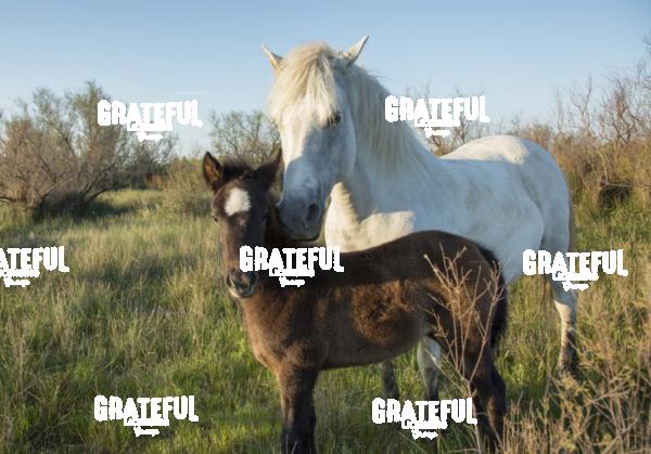 Camargue horses 30