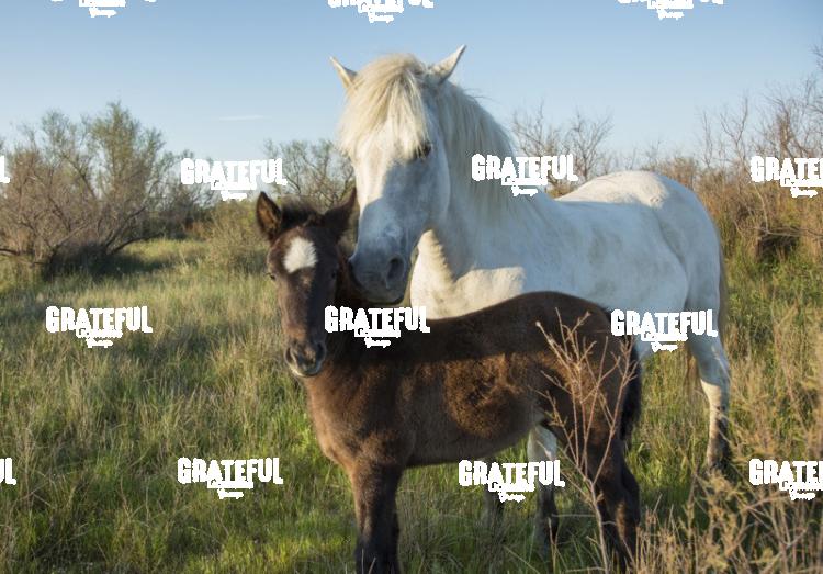 Camargue horses 30