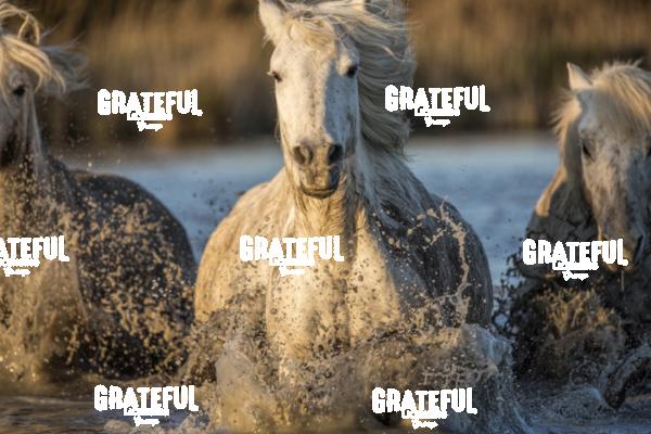 Camargue horses 25