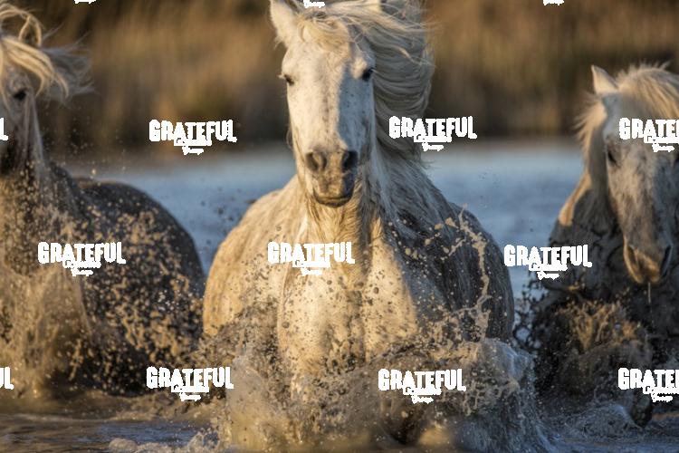 Camargue horses 25