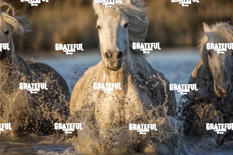Camargue horses 25