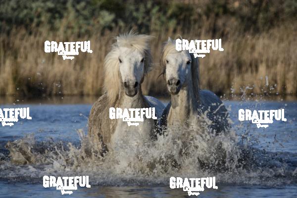Camargue horses 19