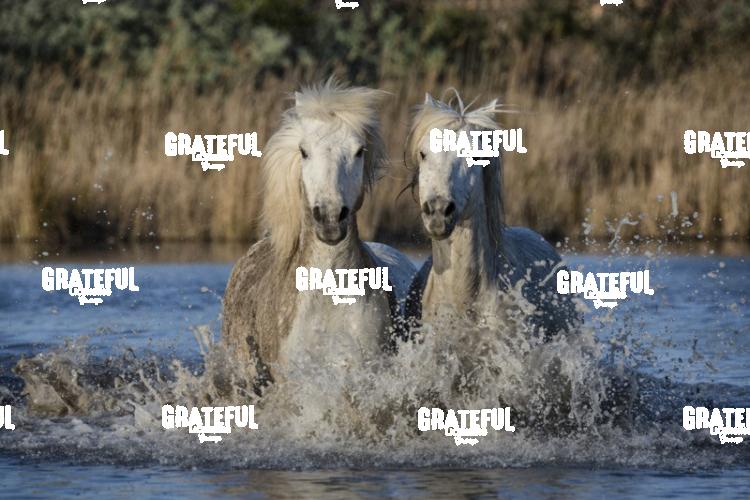 Camargue horses 19