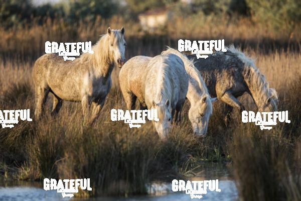 Camargue horses 27