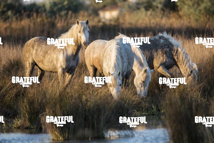 Camargue horses 27