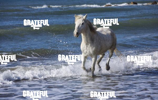 Camargue horse 2