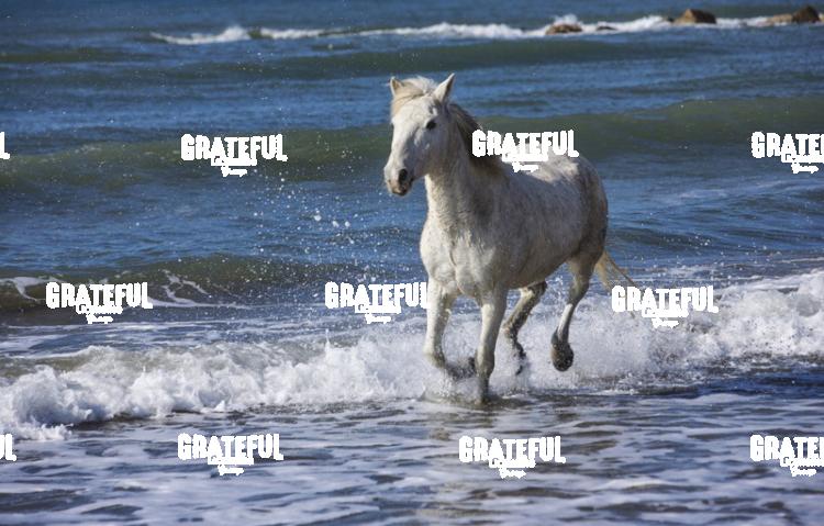 Camargue horse 2
