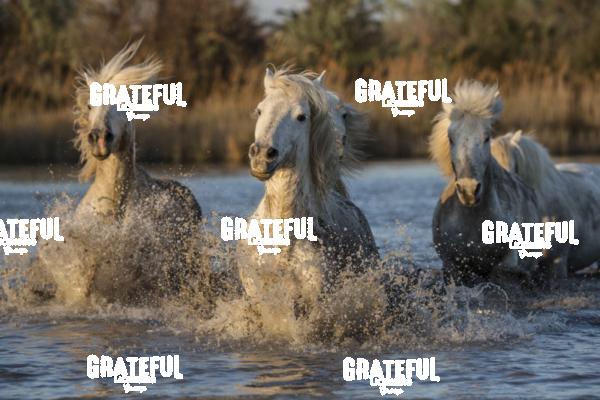 Camargue horses 26