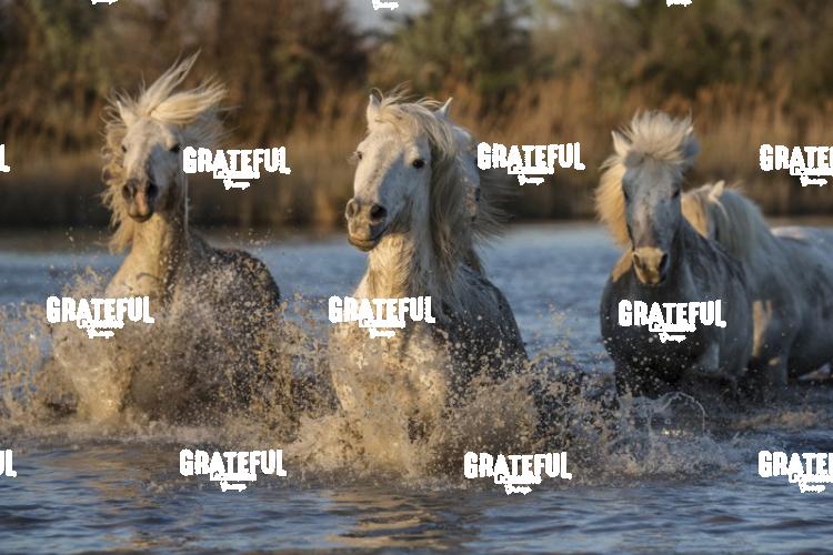 Camargue horses 26