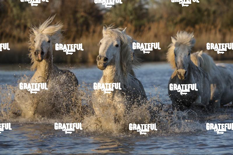 Camargue horses 26