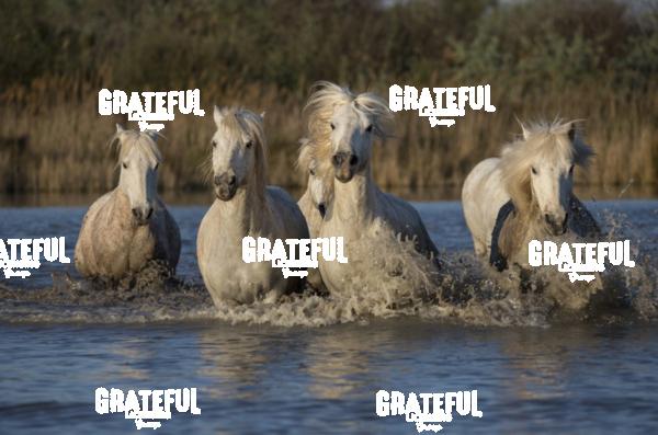 Camargue horses 22