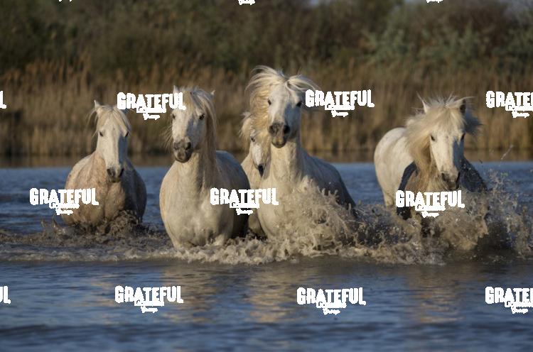 Camargue horses 22