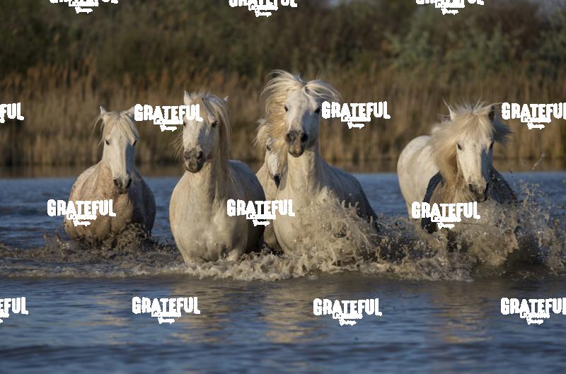 Camargue horses 22