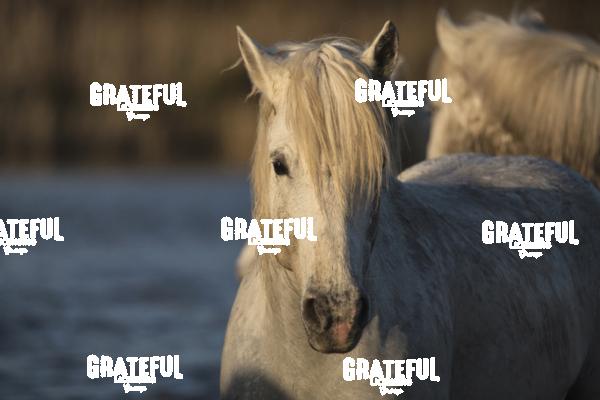 Camargue horses 23