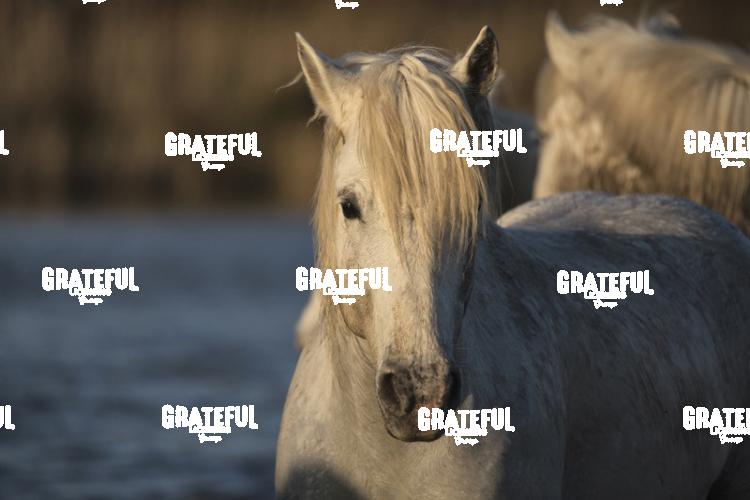 Camargue horses 23