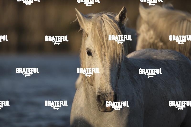 Camargue horses 23