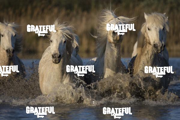 Camargue horses 21