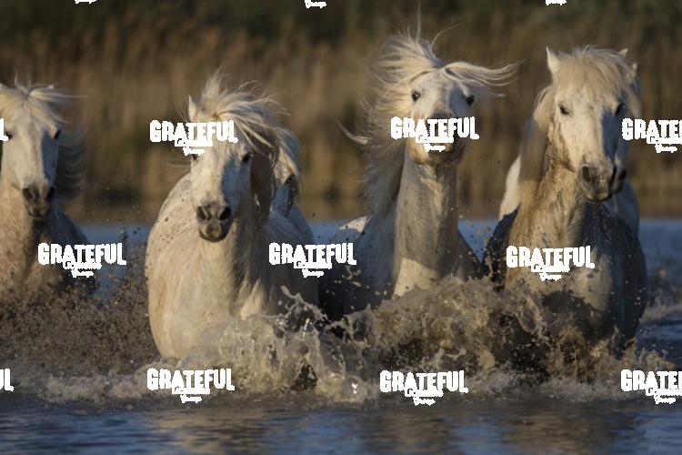 Camargue horses 21