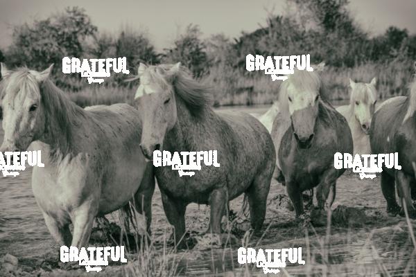 Camargue horses 20