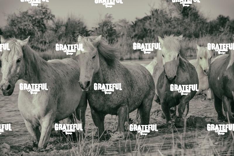 Camargue horses 20