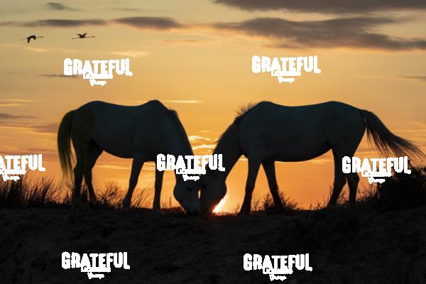 Camargue horses 109