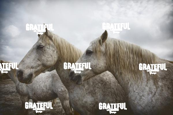 Camargue horses 66