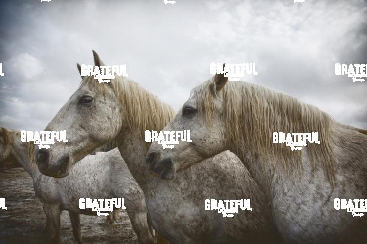 Camargue horses 66