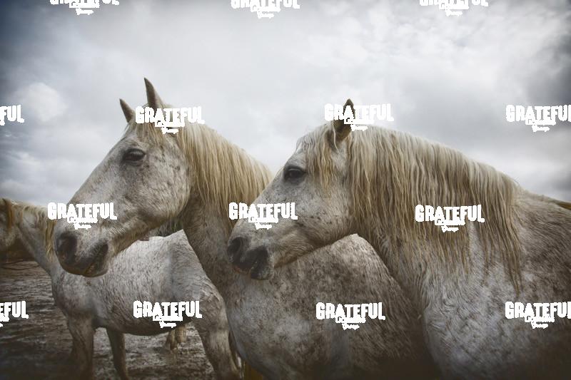 Camargue horses 66