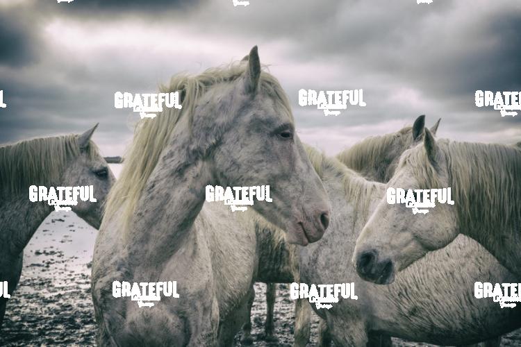 Camargue horses 72