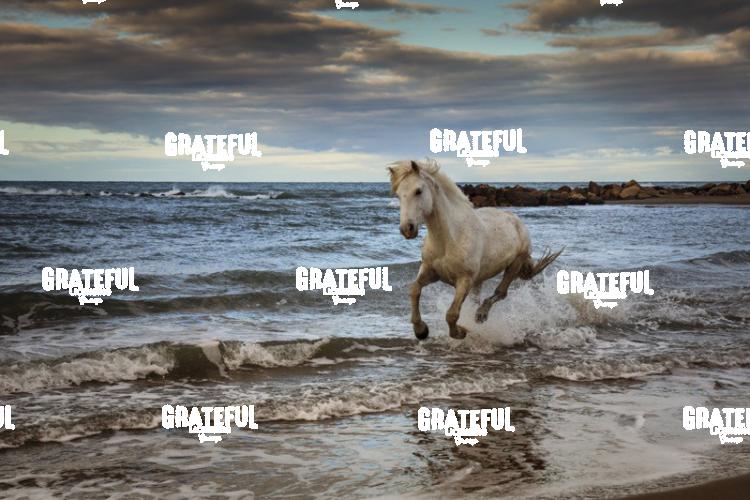 Camargue horses 99