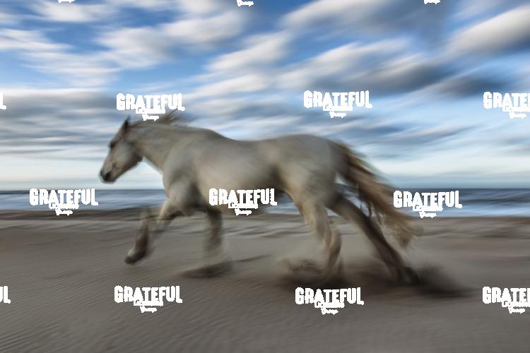 Camargue horses 98