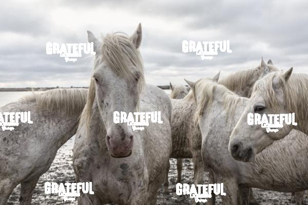 Camargue horses 73