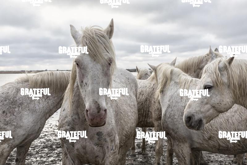 Camargue horses 73