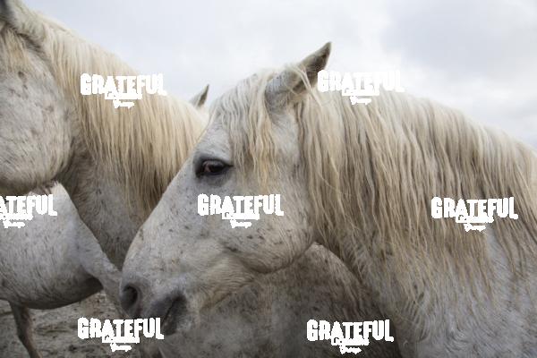 Camargue horses 67