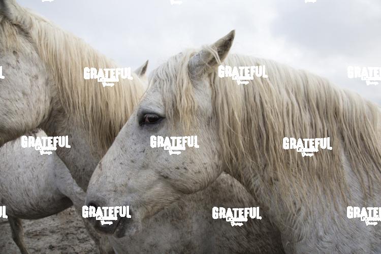 Camargue horses 67