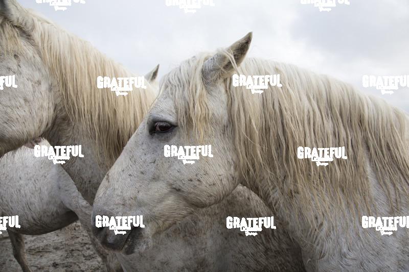 Camargue horses 67