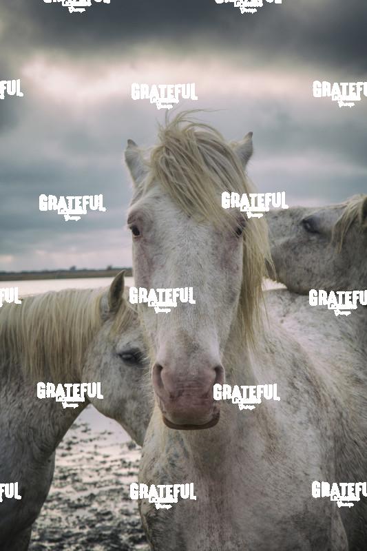 Camargue horses 71
