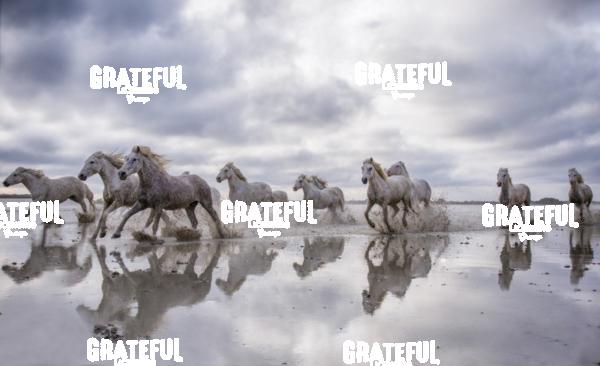Camargue horses 65
