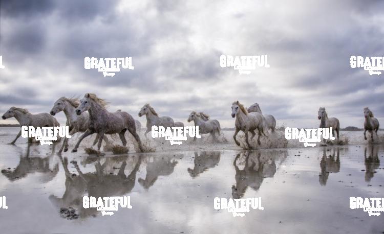 Camargue horses 65