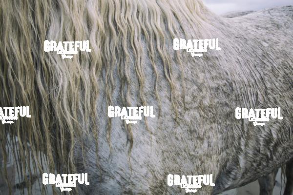 Camargue horses 64