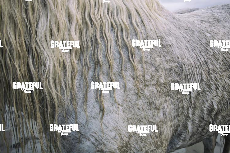 Camargue horses 64
