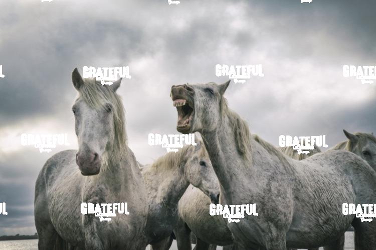 Camargue horses 70