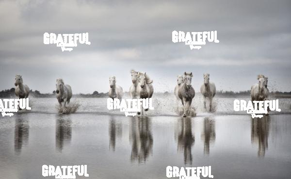Camargue horses 74