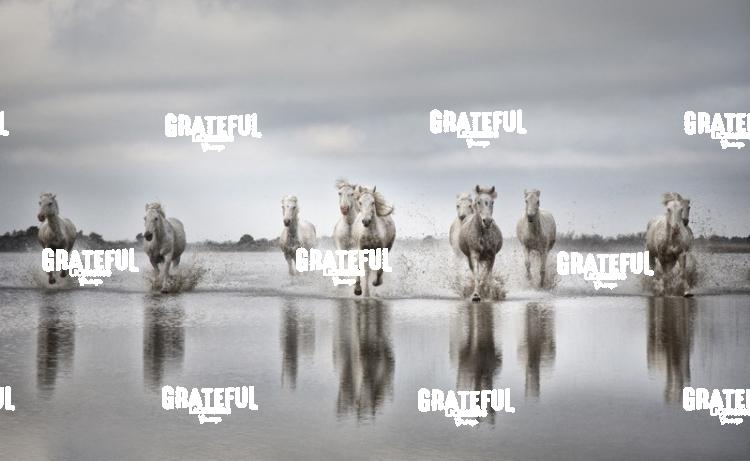 Camargue horses 74