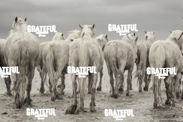 Camargue horses 75